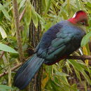 Image of Fischer's Turaco