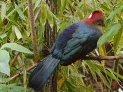 Image of Fischer's Turaco