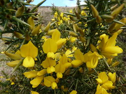 Image of gorse