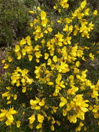 Image of gorse