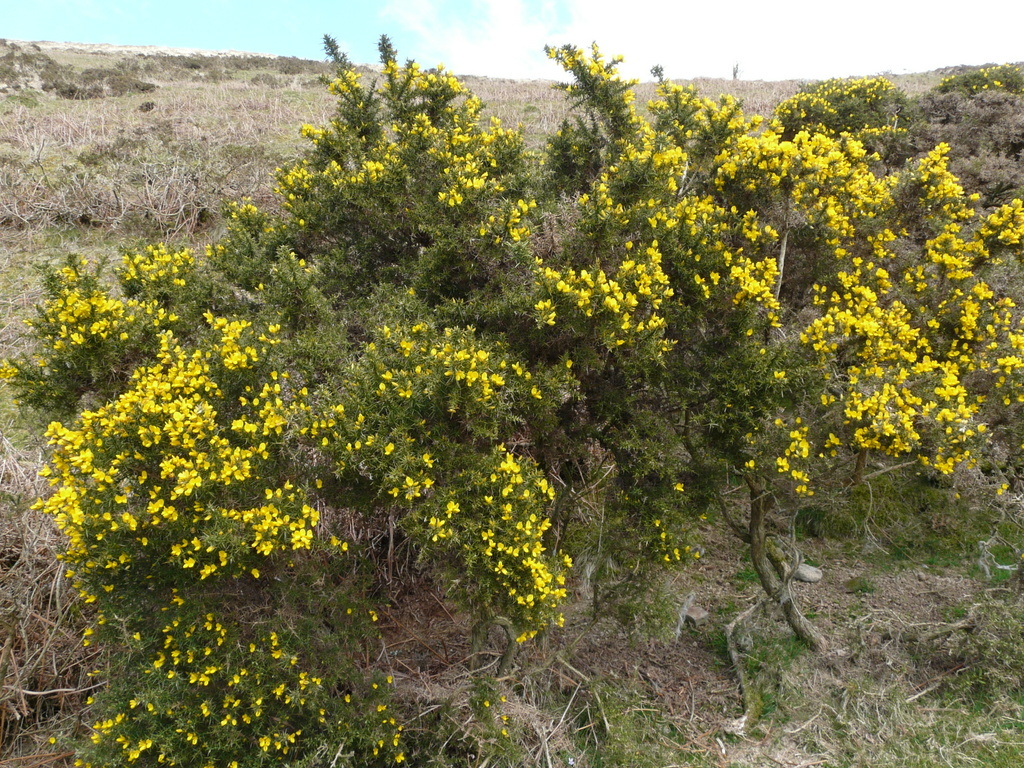 Image of gorse