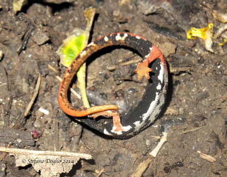 Image of Northern spectacled salamander