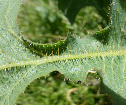 Image of prickly lettuce