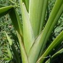Слика од Typha angustifolia L.