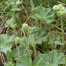 Alchemilla glaucescens Wallr. resmi