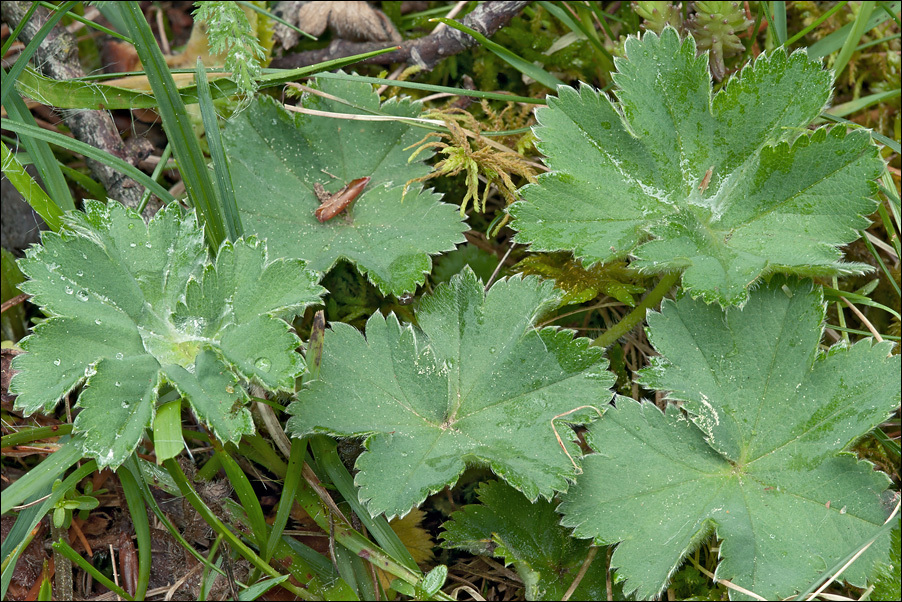 Image of Alchemilla glaucescens Wallr.