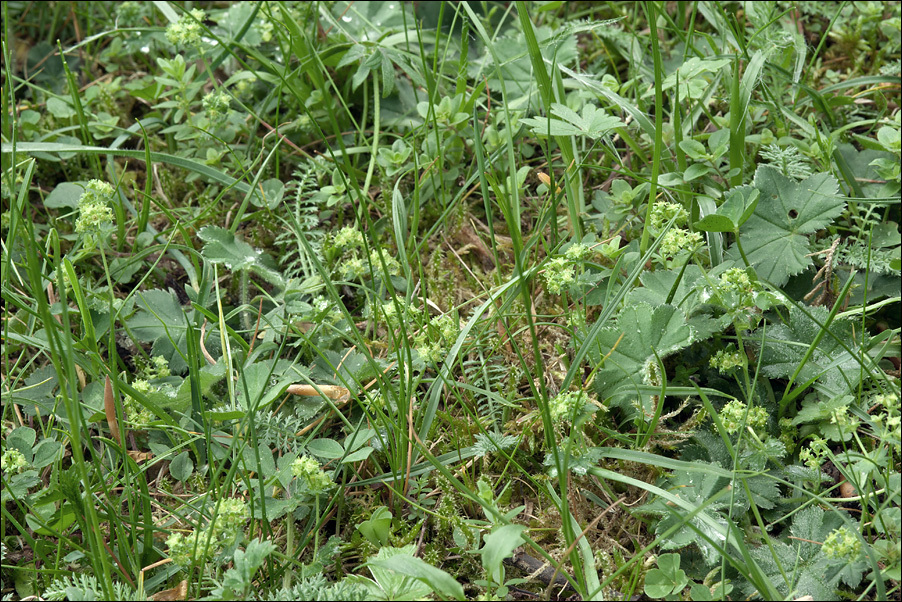 Image of Alchemilla glaucescens Wallr.