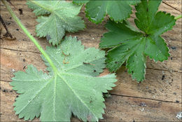 Image of Alchemilla glaucescens Wallr.