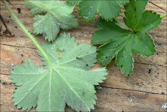 صورة Alchemilla glaucescens Wallr.