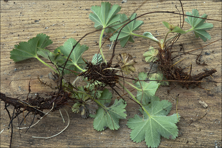 Image of Alchemilla glaucescens Wallr.