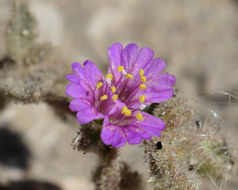 Слика од Allionia incarnata var. villosa (Standl.) Munz