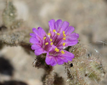 Imagem de Allionia incarnata var. villosa (Standl.) Munz