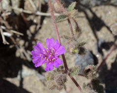 Слика од Allionia incarnata var. villosa (Standl.) Munz