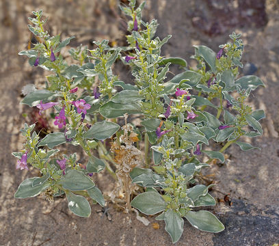 Image de Penstemon albomarginatus M. E. Jones