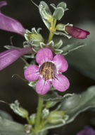 Image de Penstemon albomarginatus M. E. Jones