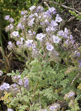 Image de Phacelia floribunda Greene