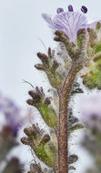 Imagem de Phacelia floribunda Greene