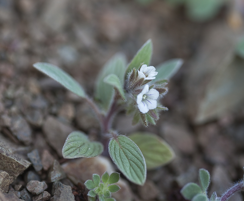 Image of Mt. Diablo phacelia