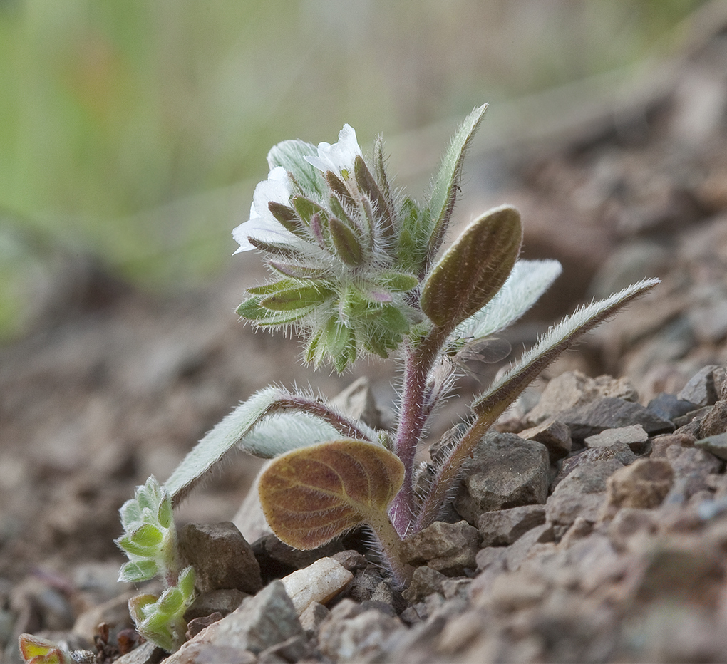 Image of Mt. Diablo phacelia