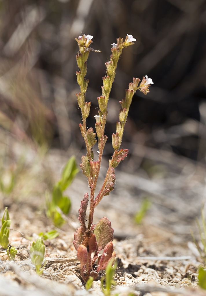 Image de Phacelia lemmonii A. Gray