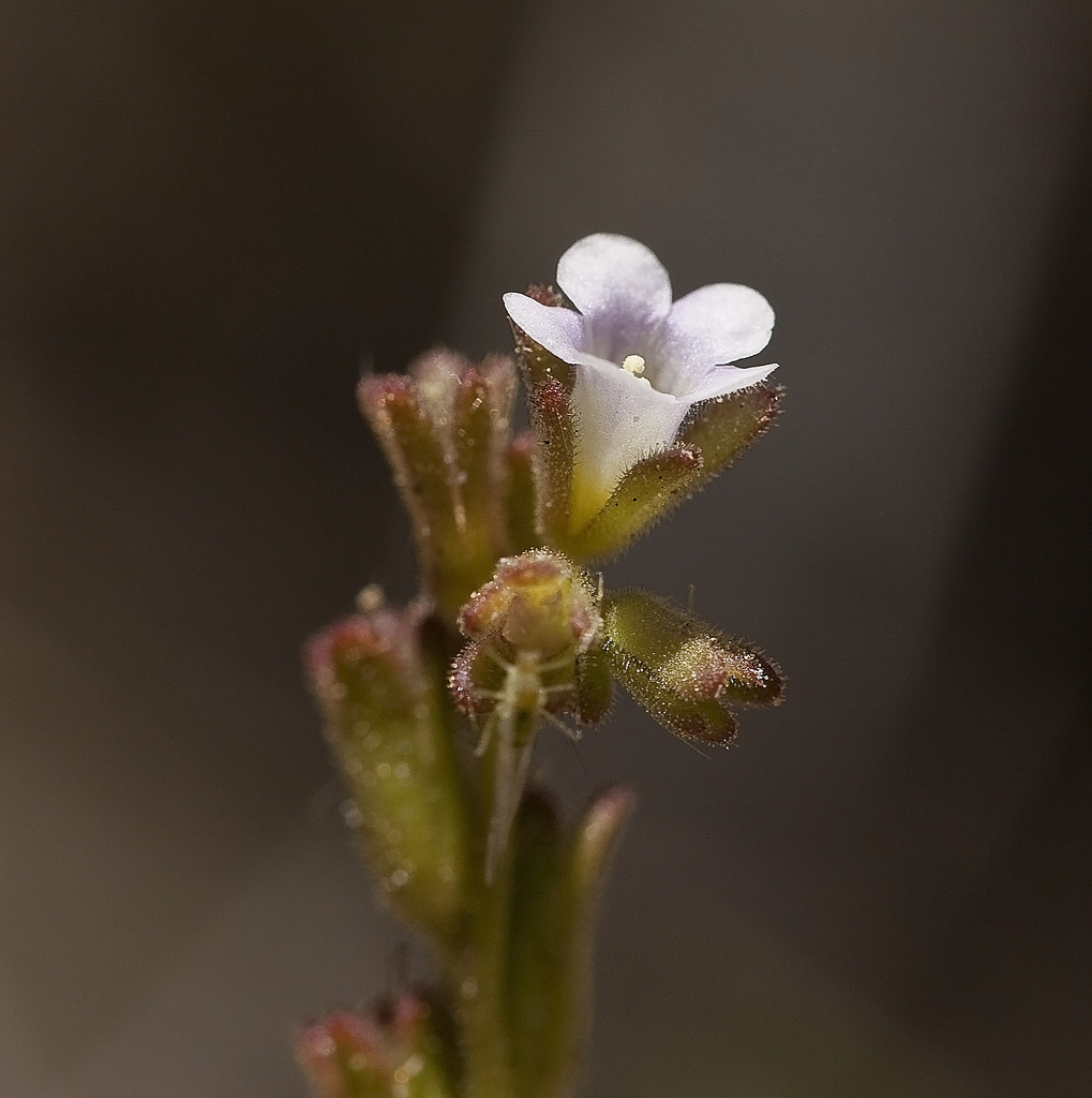 Image de Phacelia lemmonii A. Gray