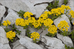 Image of Alyssum ovirense A. Kern.