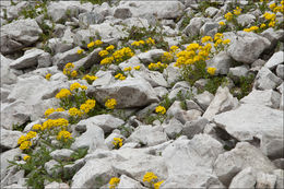 Image of Alyssum ovirense A. Kern.