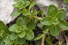 Image of Alyssum ovirense A. Kern.