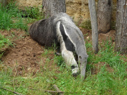 Image of Giant Anteater