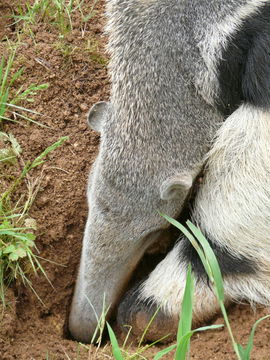 Image of Giant Anteater