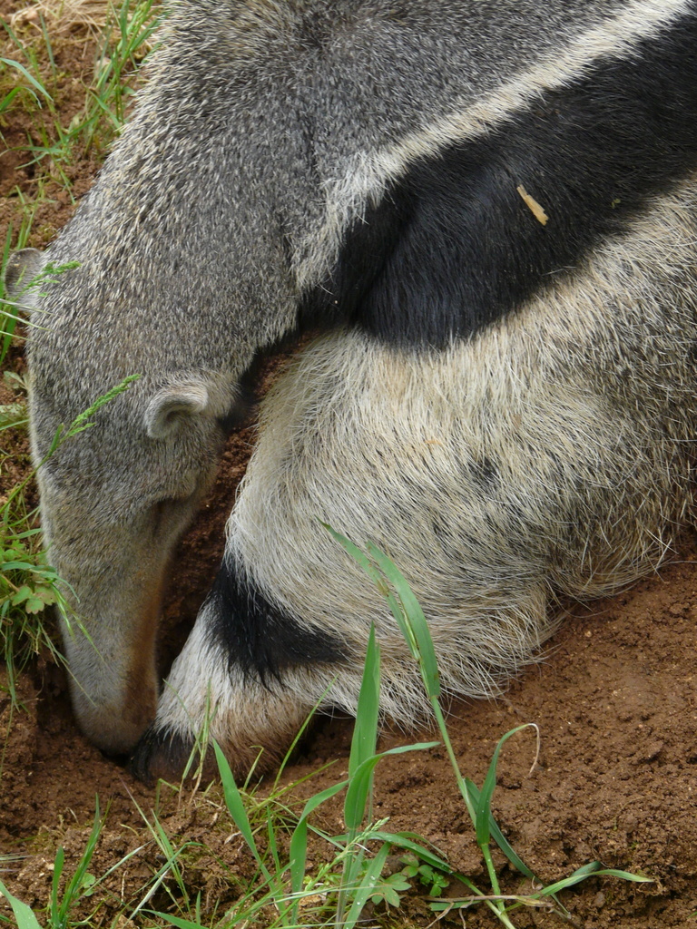 Image de Grand Fourmilier