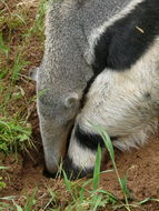 Image of Giant Anteater