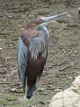 Image of Goliath Heron