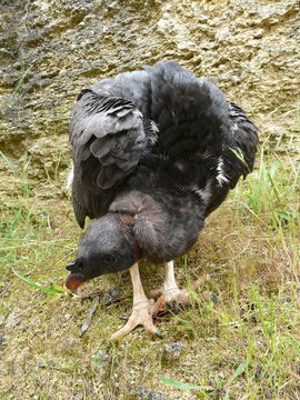 Image of King Vulture