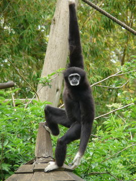 Image of White-handed Gibbon