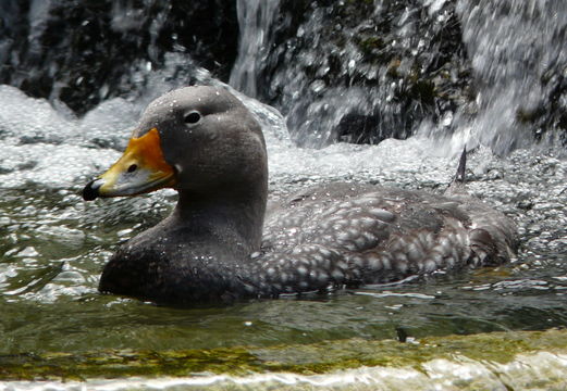 Image of Flightless Steamer-Duck