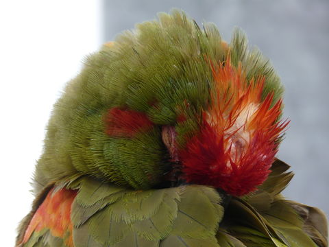 Image of Red-fronted Macaw