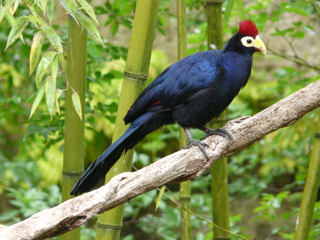 Image of Lady Ross's Turaco