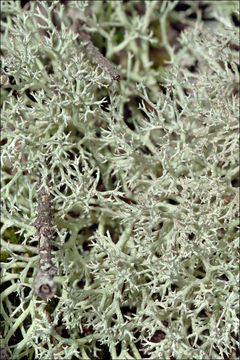 صورة Cladonia portentosa (Dufour) Coem.