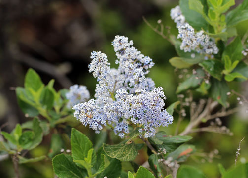 Image de Ceanothus arboreus Greene