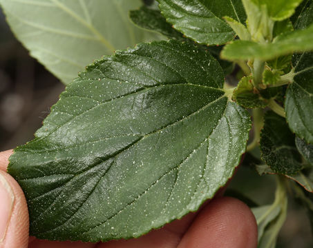 Image of feltleaf ceanothus