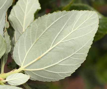 Image de Ceanothus arboreus Greene