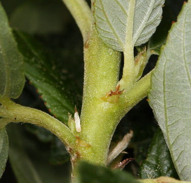 Image of feltleaf ceanothus