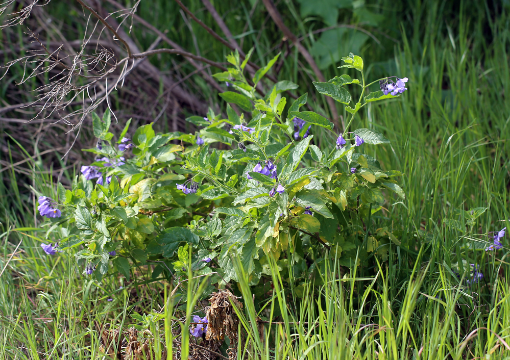 Image of Catalina nightshade