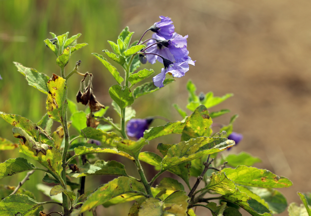 Image of Catalina nightshade