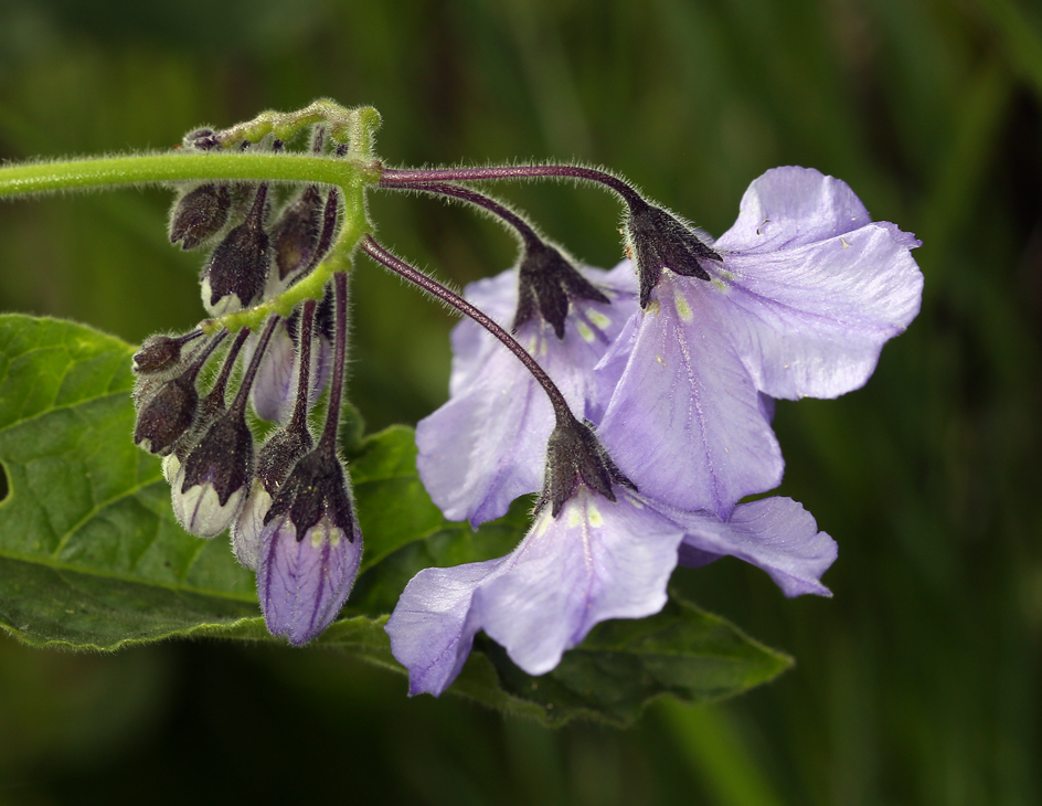 Image of Catalina nightshade