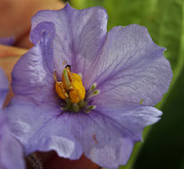 Image of Catalina nightshade