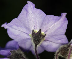 Image of Catalina nightshade