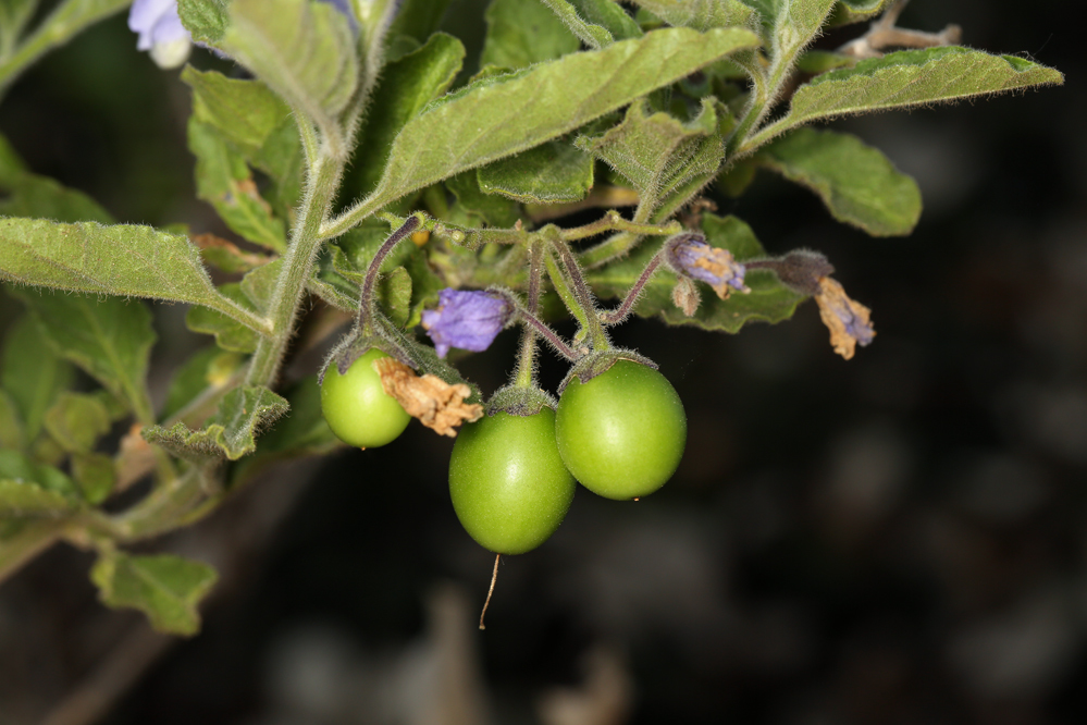 Image of Catalina nightshade