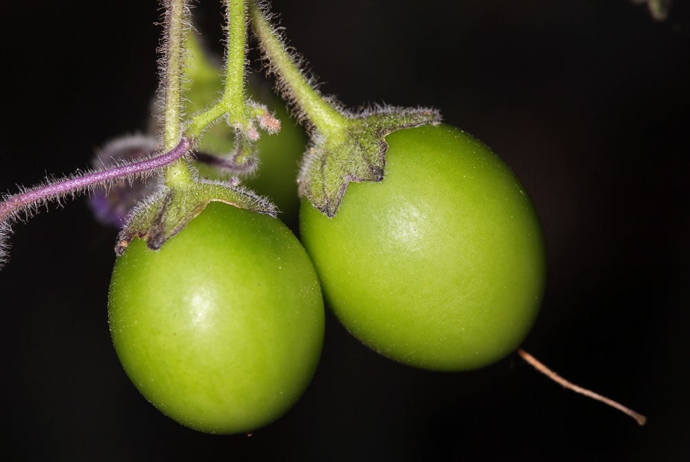 Image of Catalina nightshade